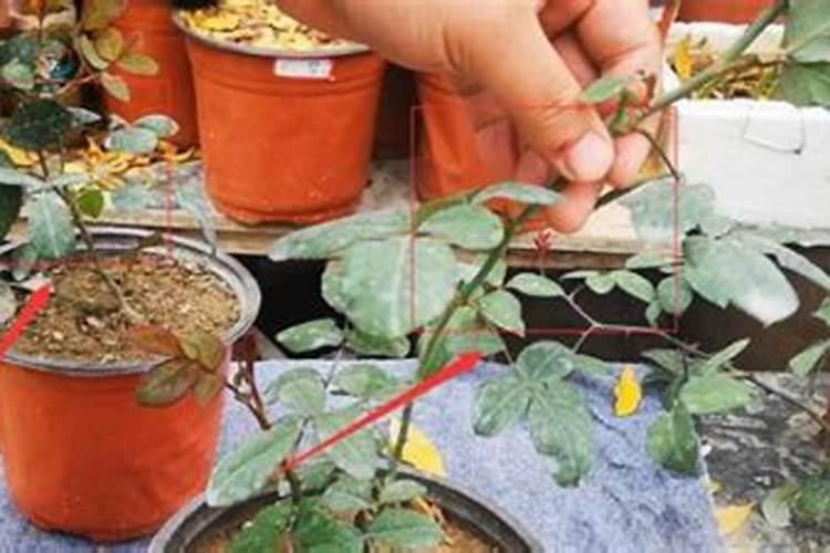月季施肥用什么肥料好别乱用不然只长叶不开花