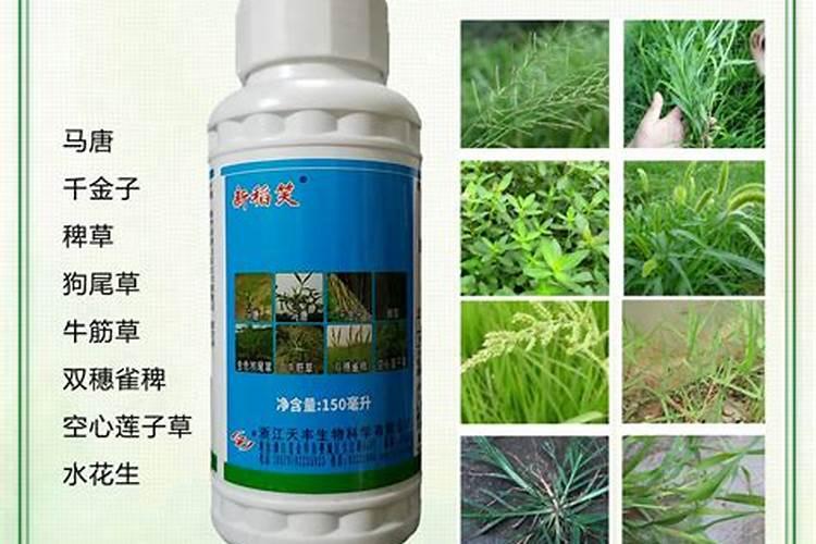 水稻的哪些时期可以喷施叶面肥？