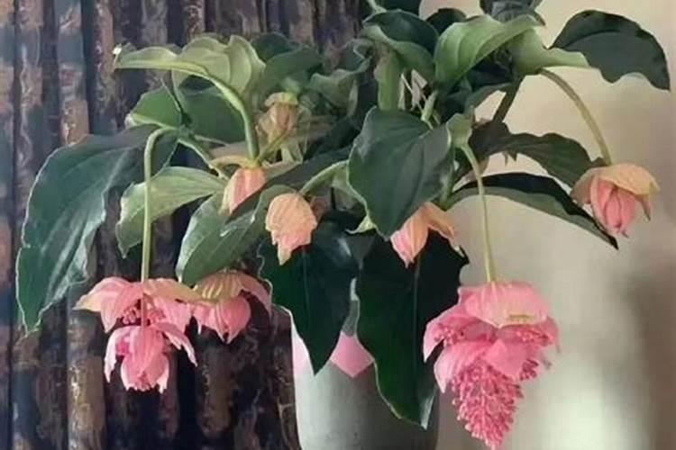 枸杞如何施肥