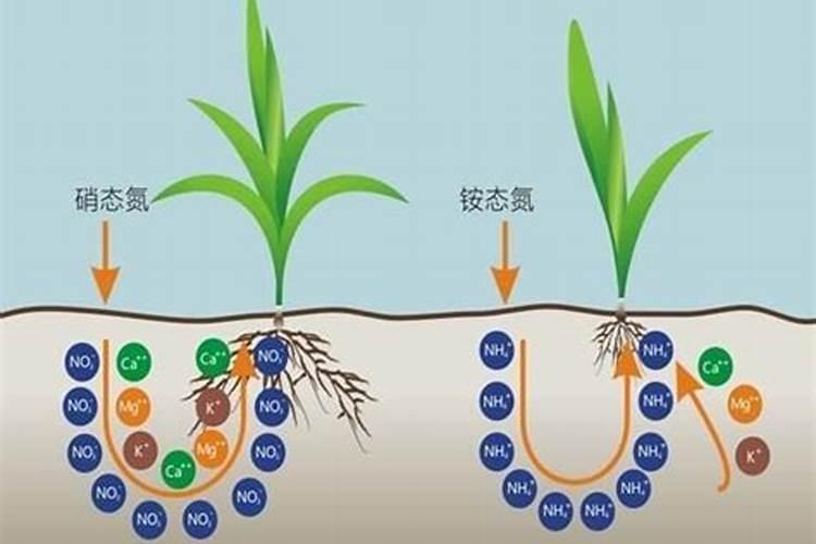 土壤氨氮含量占全氮多少