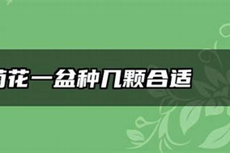 菊花的施肥与管理