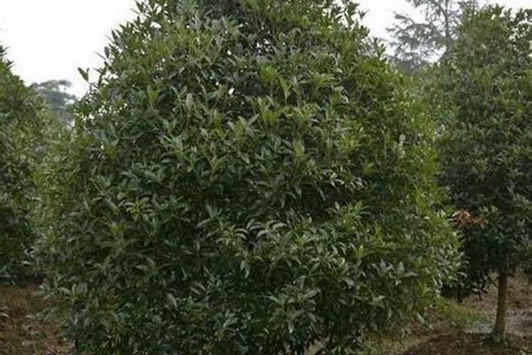 种植白萝卜的方法和步骤