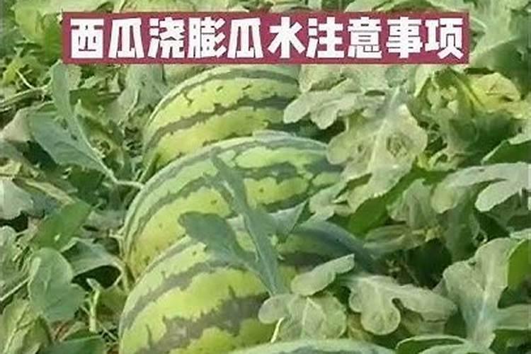 西瓜苗期用什么肥料好西瓜苗期有哪些注意事项