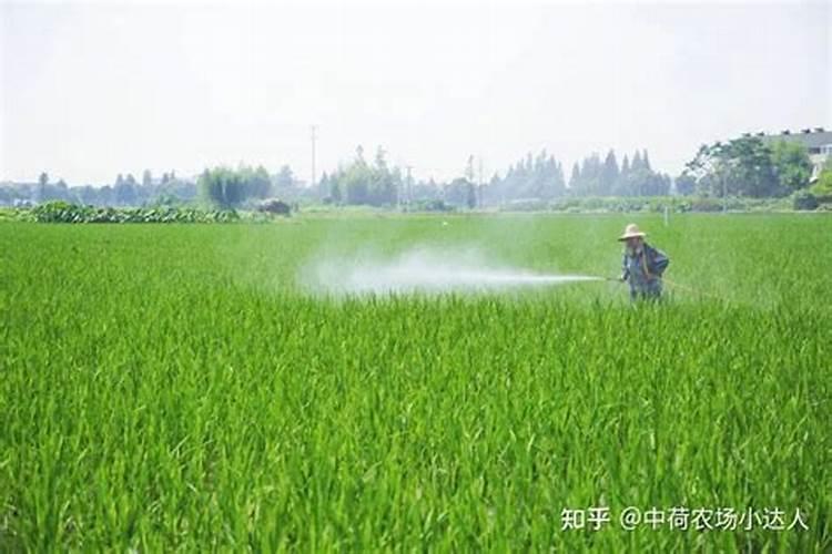 氯化钾用在水稻田里多久能溶入土壤？