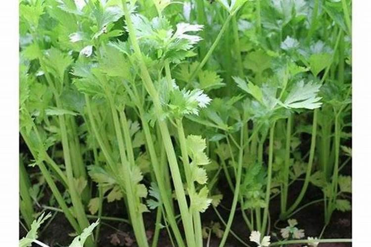 大棚芹菜中后期用什么肥料