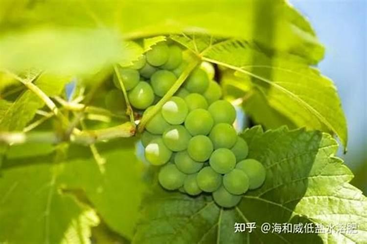 使用水溶肥的正确方法