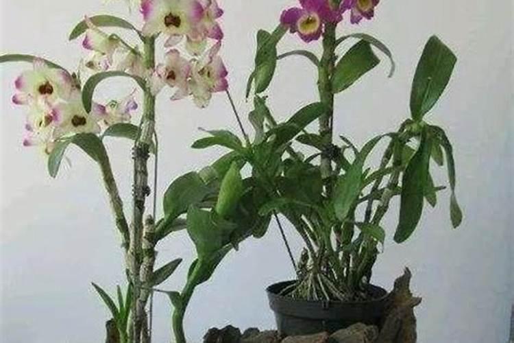 如何给石斛兰施肥与浇水？