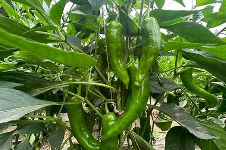 植物缺钙怎么解决？什么钙肥补充效果更好？