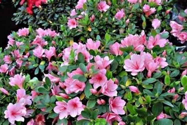 .杜鹃花什么时间施肥