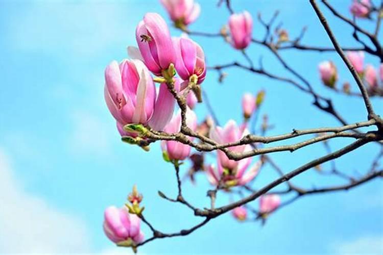 玉兰花用什么肥料最好