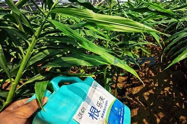 生姜苗期如何管理？生姜苗期施什么肥好？