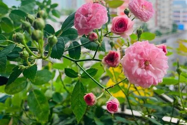 月季花苞期施什么肥 注意事项有哪些