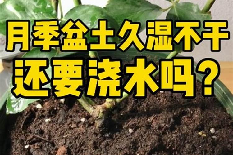 月季花施什么肥好