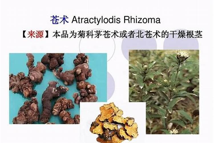 种白术用什么肥料最好