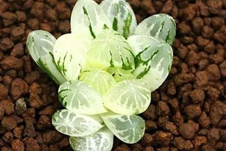 多肉施肥用什么肥料 常见的肥料有哪些