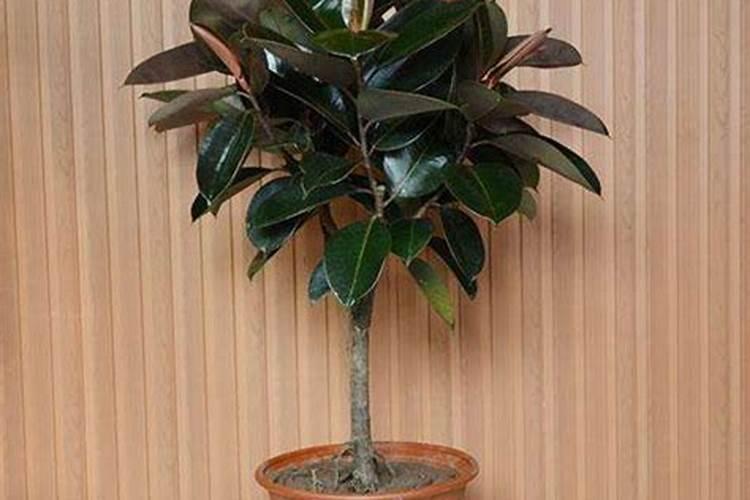 橡皮树怎么施肥