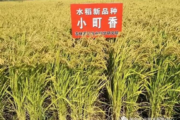 水稻穗肥最佳施肥时期