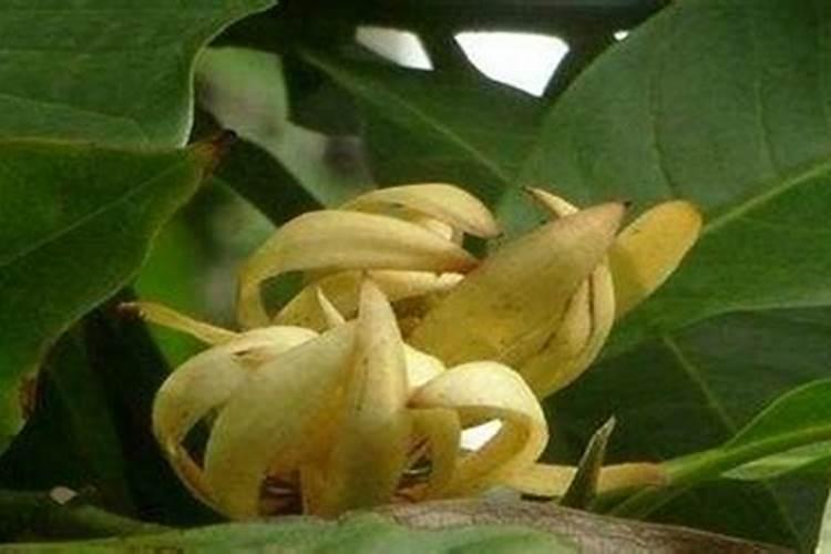 黄桷兰怎么施肥