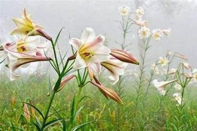 种植百合怎么施肥,百合小苗该怎样浇水施肥