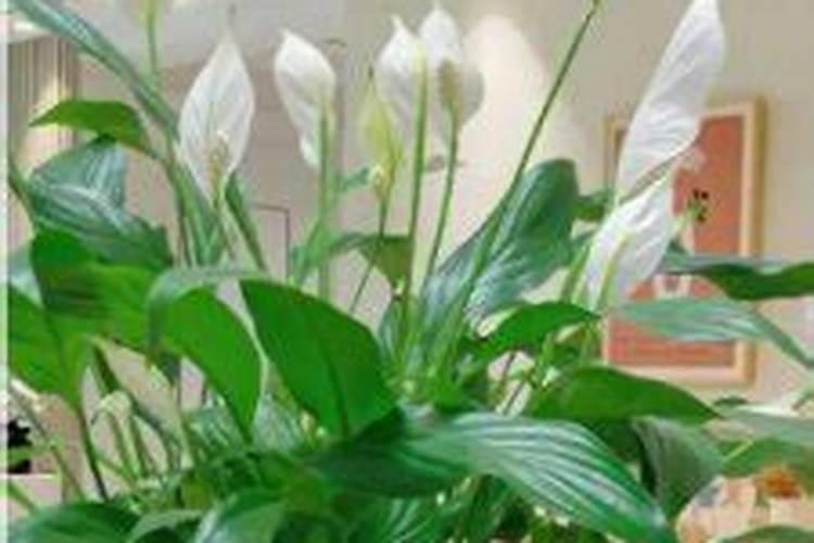 百合花种球如何种？