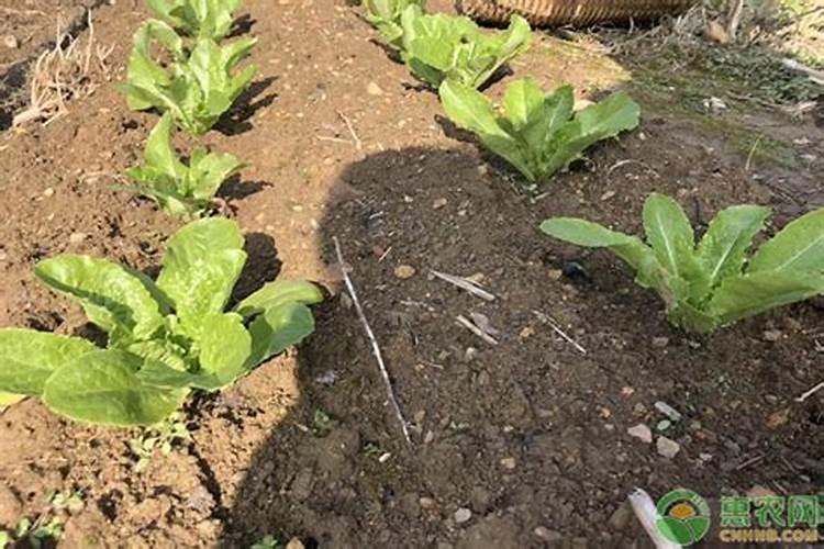 种植大白菜什么时候追肥(大白菜出苗后什么时候追肥)