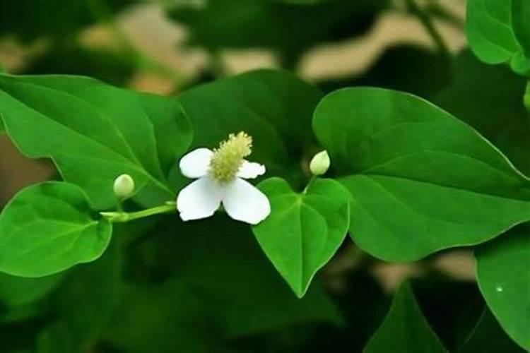 种鱼腥草用什么肥料最好