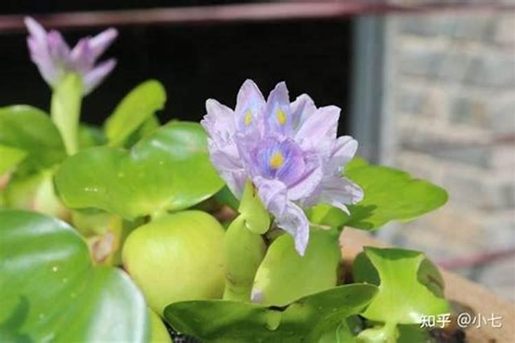 水葫芦怎么种植