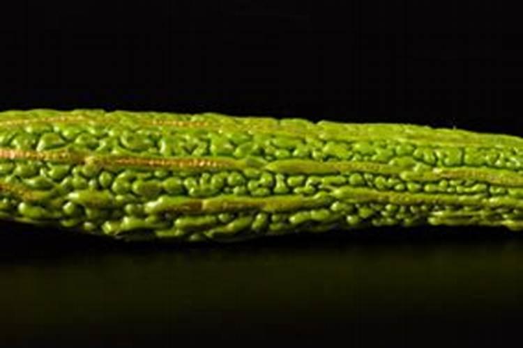 硫磺菌的经济用途