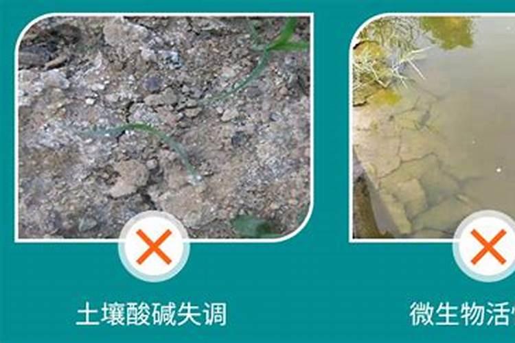 中国前十矿源黄腐酸钾是哪几家？