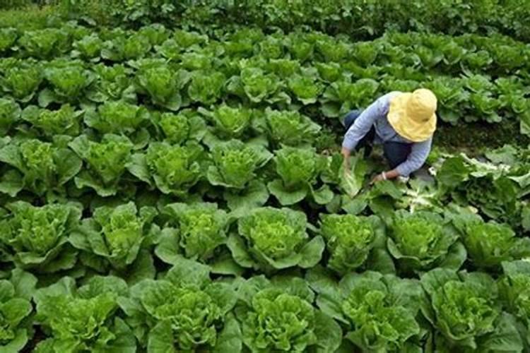 种白菜用什么肥料好