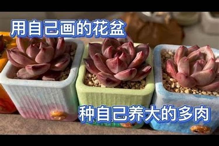 看过这32种多肉土,你再也不会死多肉