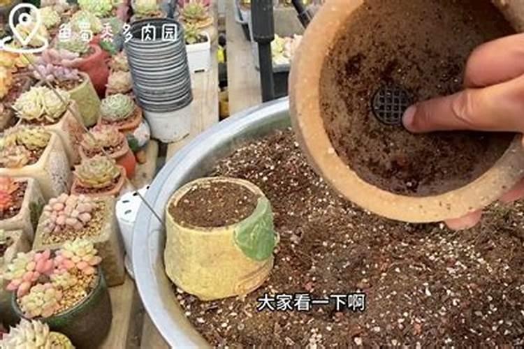 看过这32种多肉土,你再也不会死多肉