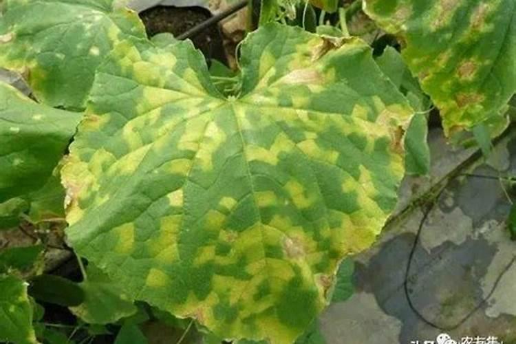 树叶腐熟肥料种菜还兑其它肥料吗？