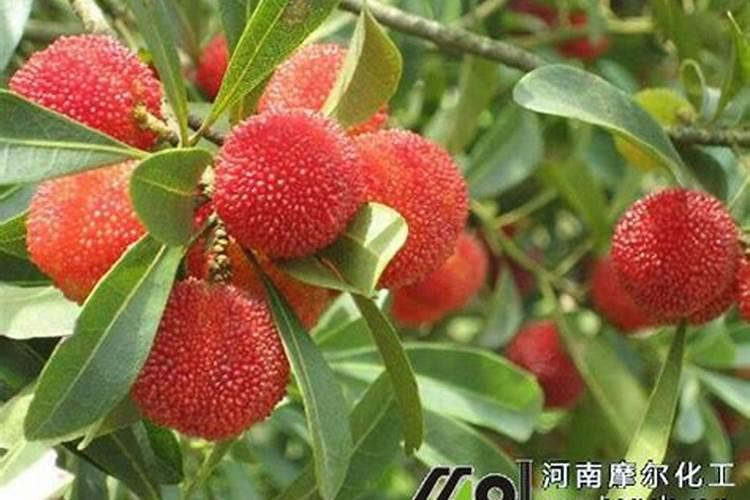 杨梅的施肥技术