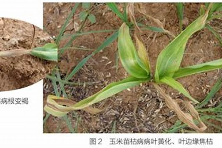 玉米使用什么叶面肥好(玉米喷施什么叶面肥效果最好)