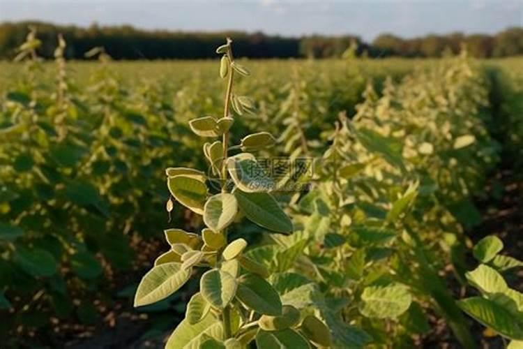 大棚黄瓜苗长势不好该怎么办