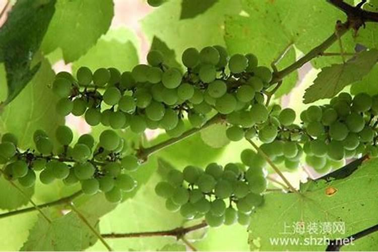 葡萄萌芽期施什么肥 葡萄萌芽期施什么肥好