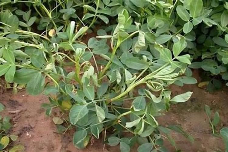 花生后期追肥使用什么肥料