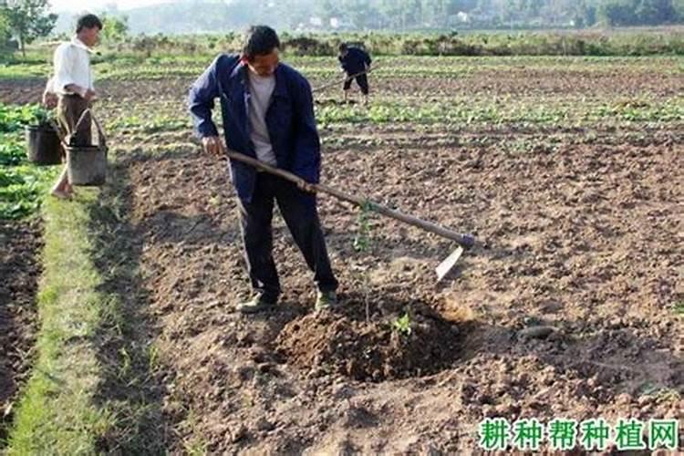 龙眼叶面喷什么好？如何帮助龙眼增甜？