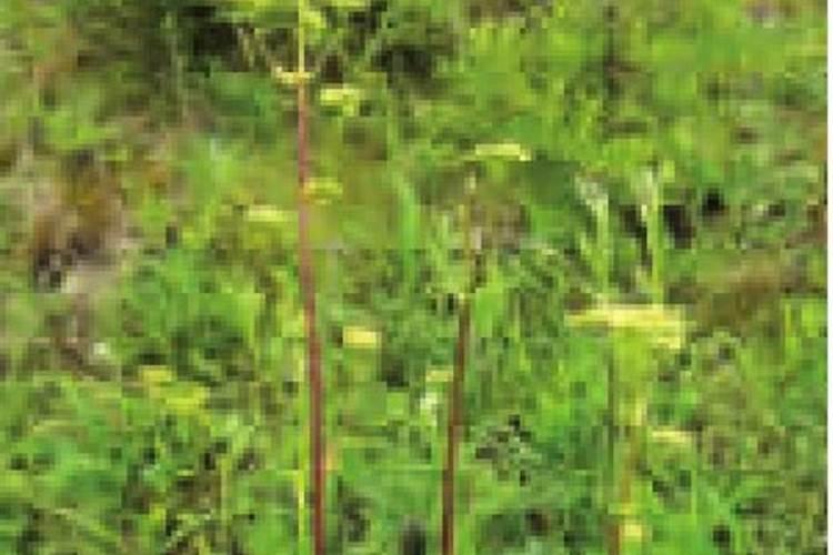 沙参未出苗除草用什么？