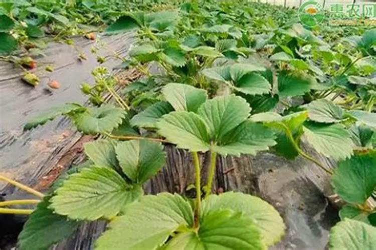 家里种植的蔬菜土壤板结、根系发育不好,应该怎么办？