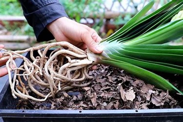 君子兰怎么上肥料