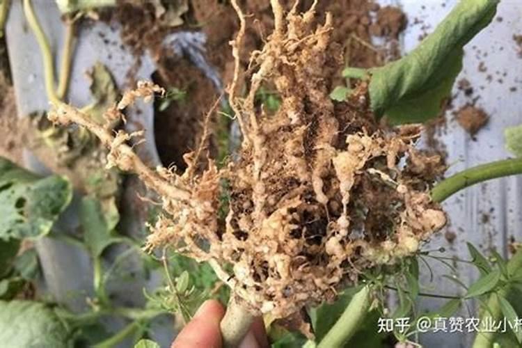黄瓜虫害预防如何应对？