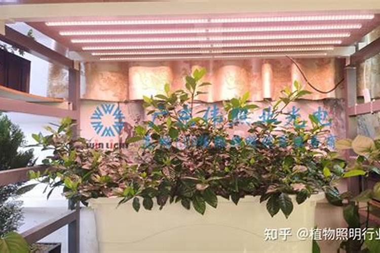 钾对花卉有哪些作用？