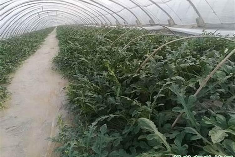 西瓜种植底肥用什么肥？