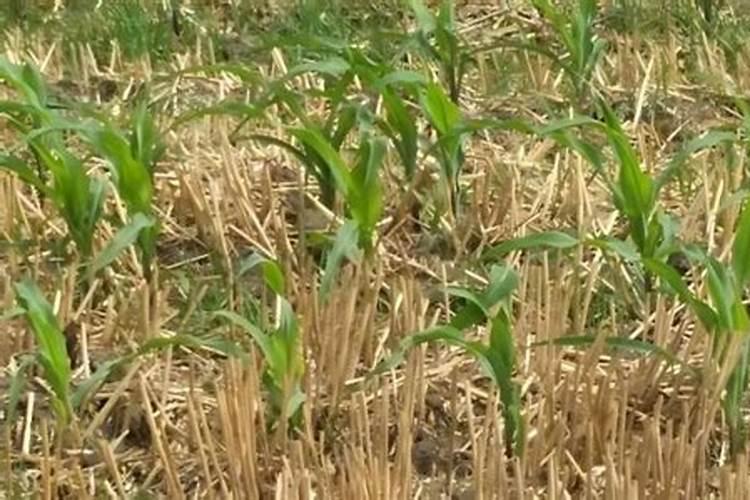 植物缺氮、缺磷、缺钾分别有什么害处？