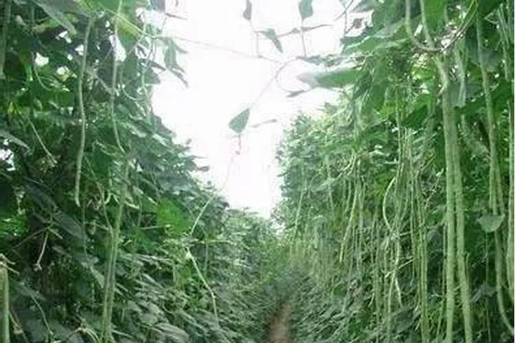 豆角开花了需要追肥吗(长豆角开始结果中施什么化肥)