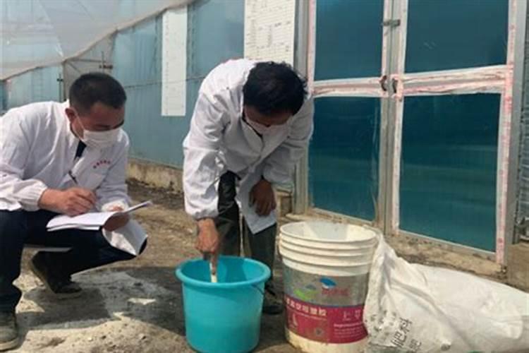 请问老师生育期长的高粱品种如何来促早熟？