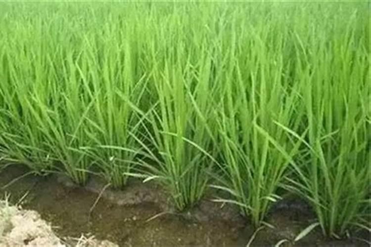 氮肥施多了怎么补救