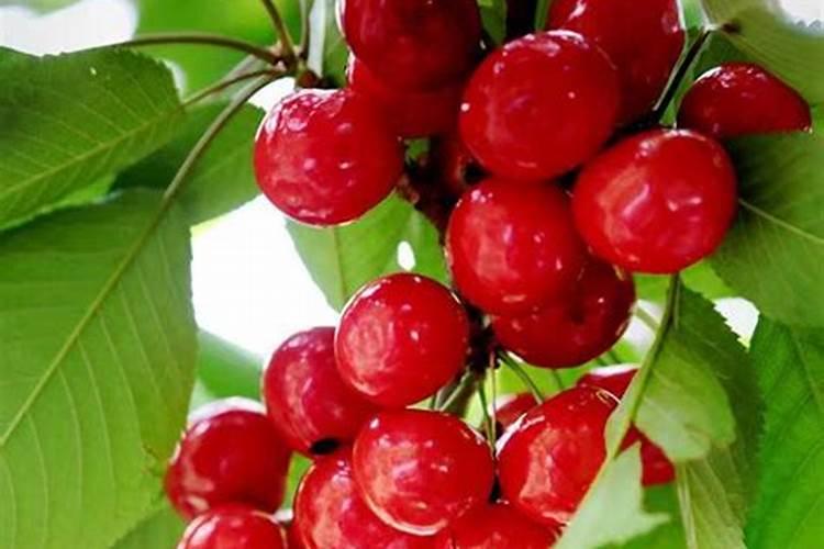 油菜苗可以喷叶面肥吗